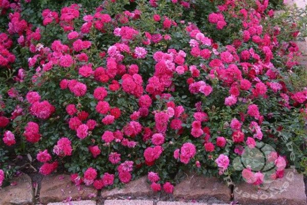 Rose 'Knirps' ® ADR-Rose Bodend.Rose | Weinsberger Rosenkulturen Online-Shop