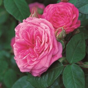 Rose 'Gertrude Jekyll' Engl.Strauchrose | Weinsberger Rosenkulturen Online-Shop