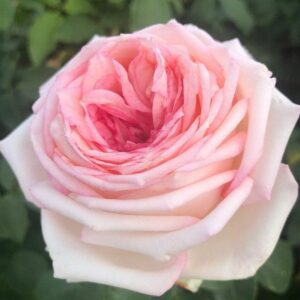 Beetrose 'Meine Rose' ® | Weinsberger Rosenkulturen Online-Shop