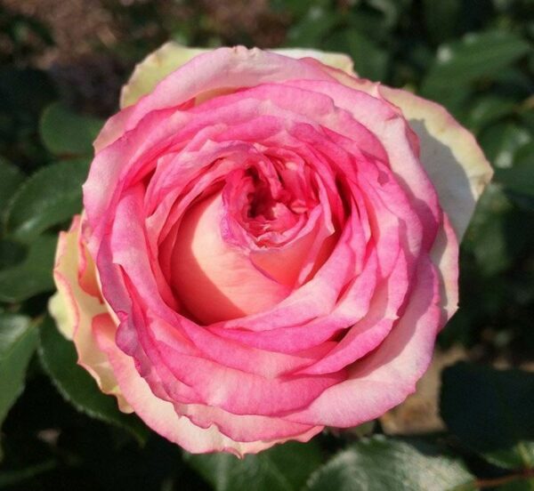 Beetrose 'Meine Rose' ® | Weinsberger Rosenkulturen Online-Shop