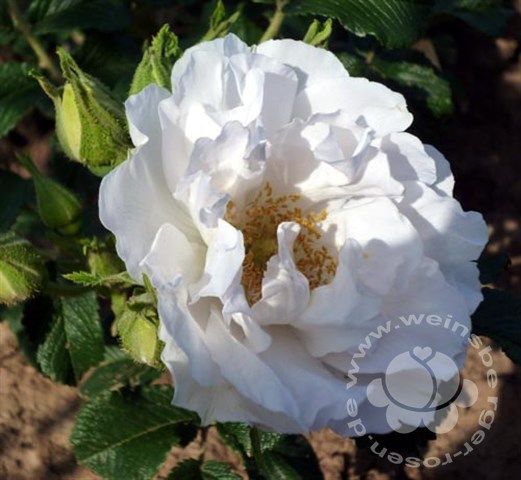 Rose 'White Roadrunner' ® Bodend.Rose | Weinsberger Rosenkulturen Online-Shop