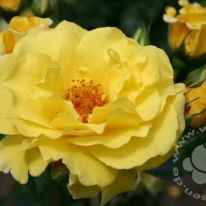 Rose 'Lichtkönigin Lucia' ® Strauchrose | Weinsberger Rosenkulturen Online-Shop