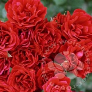 Rose 'Sympathie' ® Kletterrose | Weinsberger Rosenkulturen Online-Shop