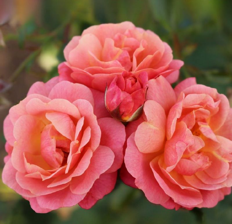 Rose 'Peach Melba' ® Edelrose