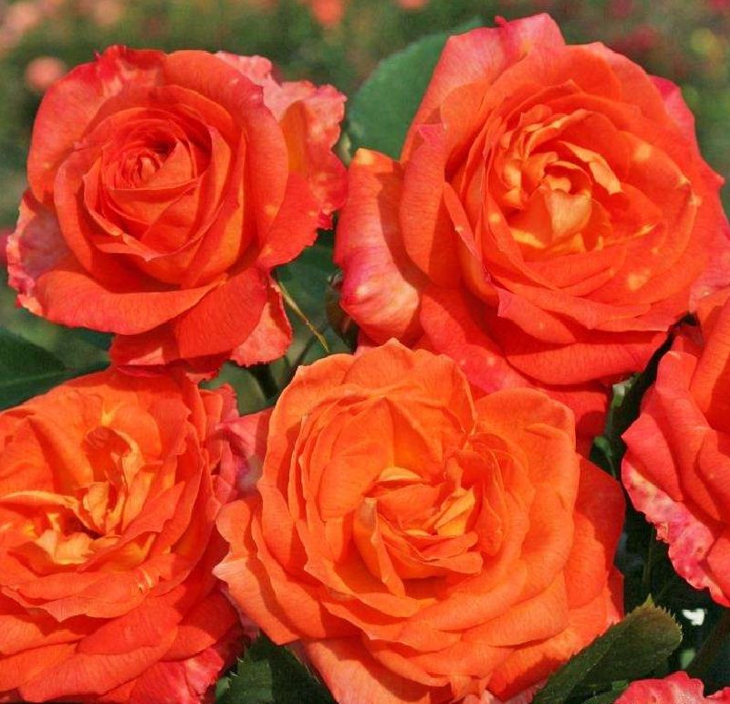 Rose 'Feurio' ® Edelrose