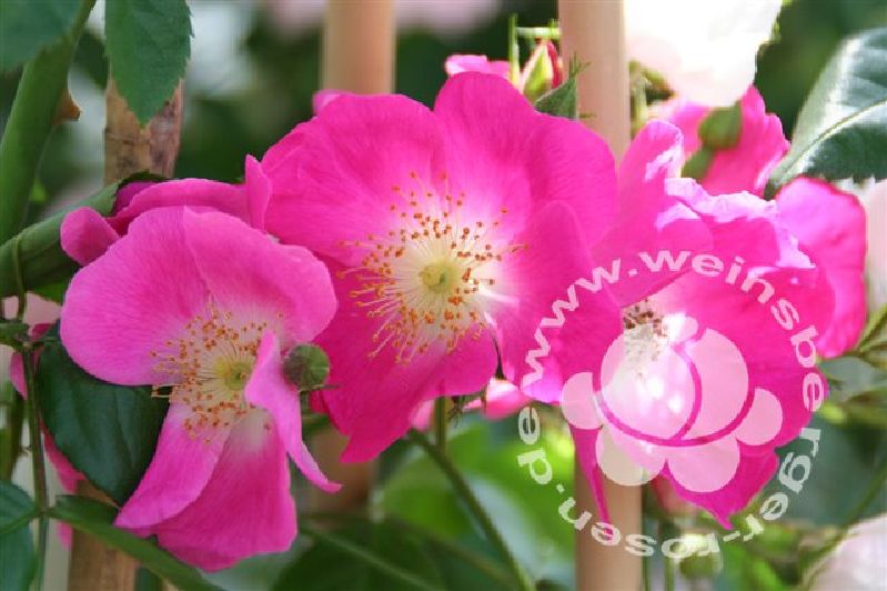 Rose 'American Pillar' ® Kletterrose/Rambler
