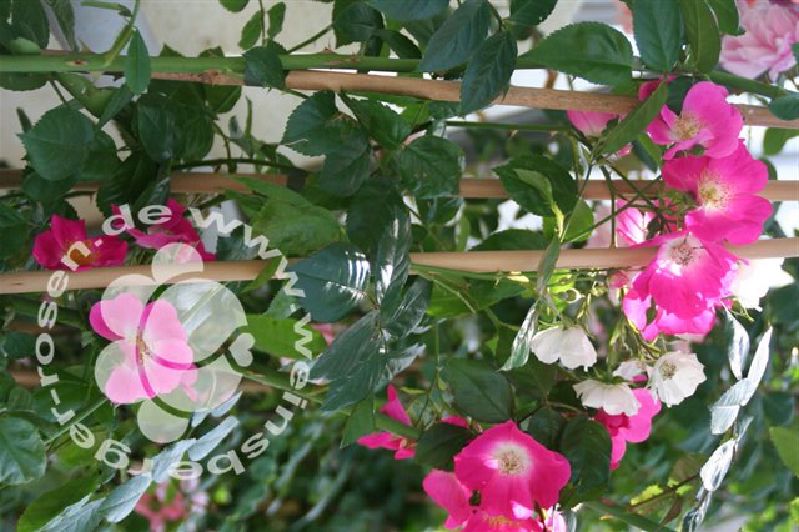 Rose 'American Pillar' ® Kletterrose/Rambler – Bild 3