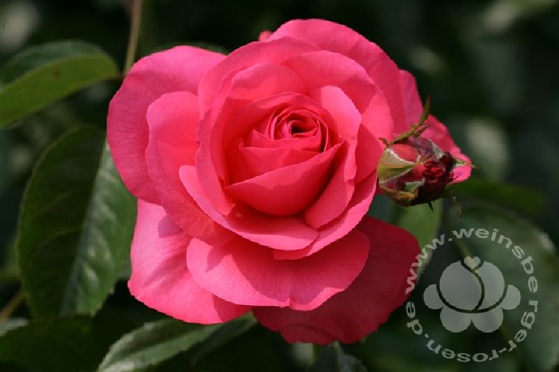 Rose 'Rosanna' ® Kletterrose