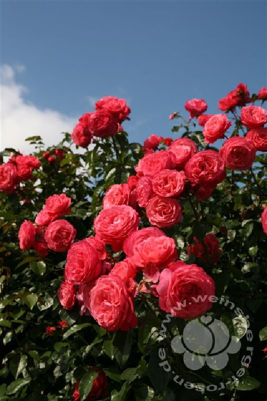 Rose 'Rosanna' ® Kletterrose – Bild 3
