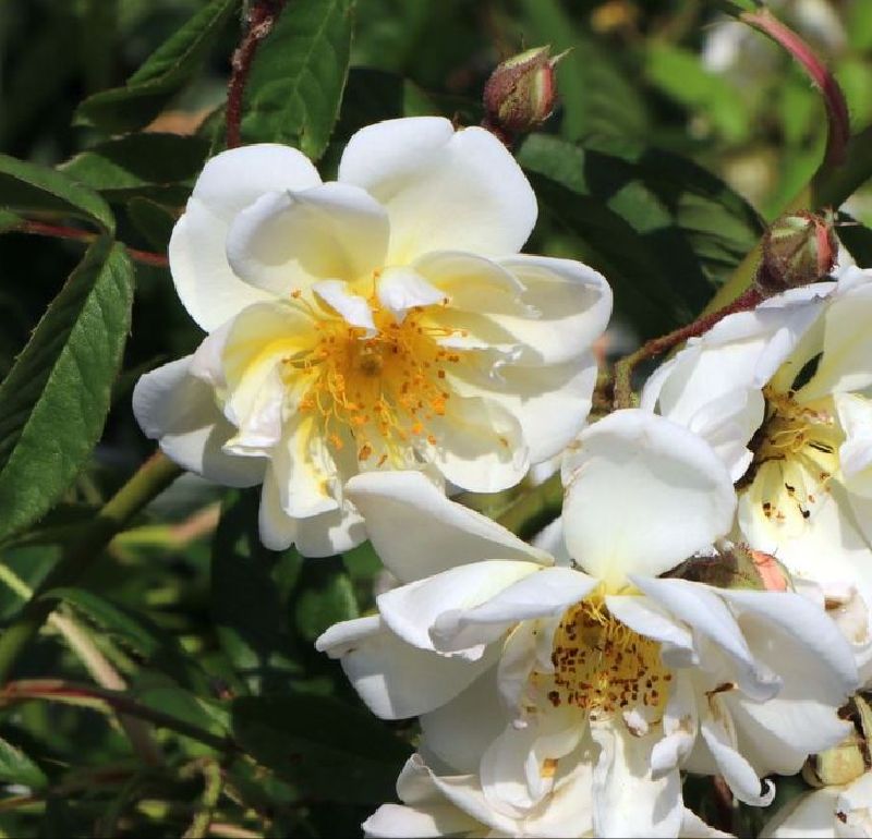 Kletterrose 'Lykkefund'