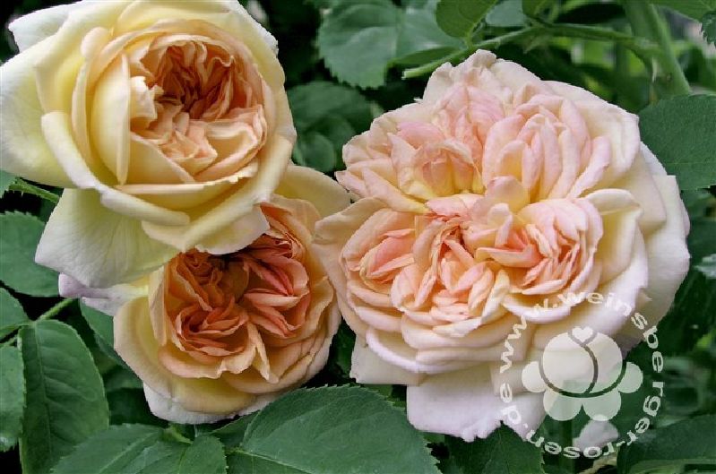 Rose 'Alchymist' ® Kletterrose/ Rambler