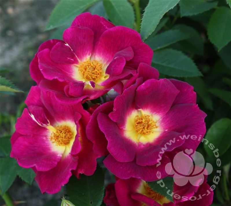 Rose 'Weg der Sinne' ® Beetrose