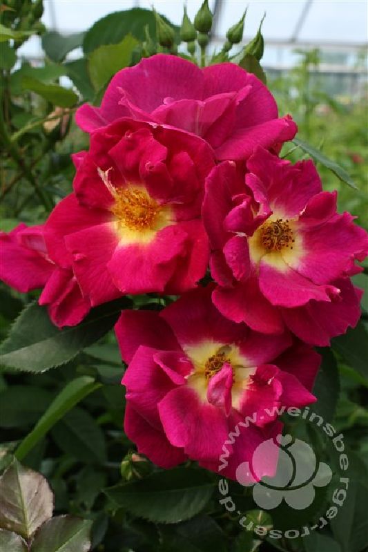 Rose 'Weg der Sinne' ® Beetrose – Bild 3