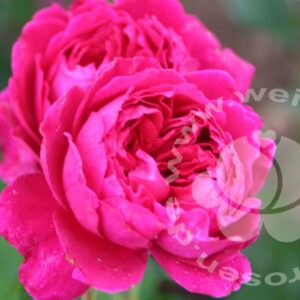 Rose 'Soul' ® Strauchrose
