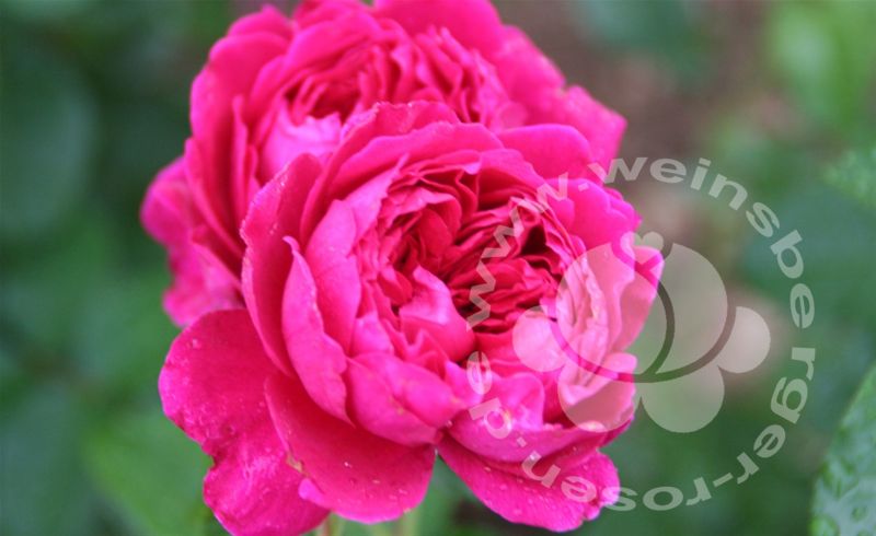 Rose 'Soul' ® Strauchrose