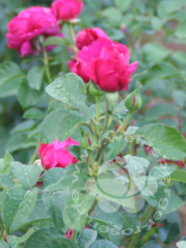Rose 'Soul' ® Strauchrose – Bild 3