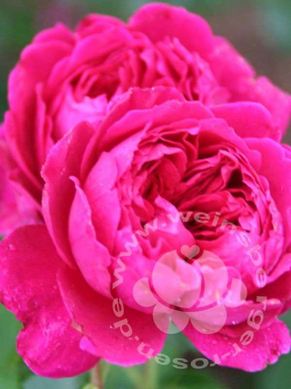 Rose 'Soul' ® Strauchrose – Bild 4