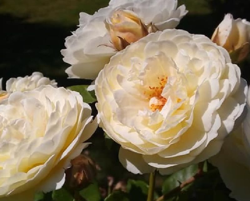 Rose 'In Memoriam' Strauchrose