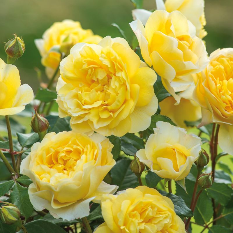 Englische Rose 'The Poet's Wife' ™