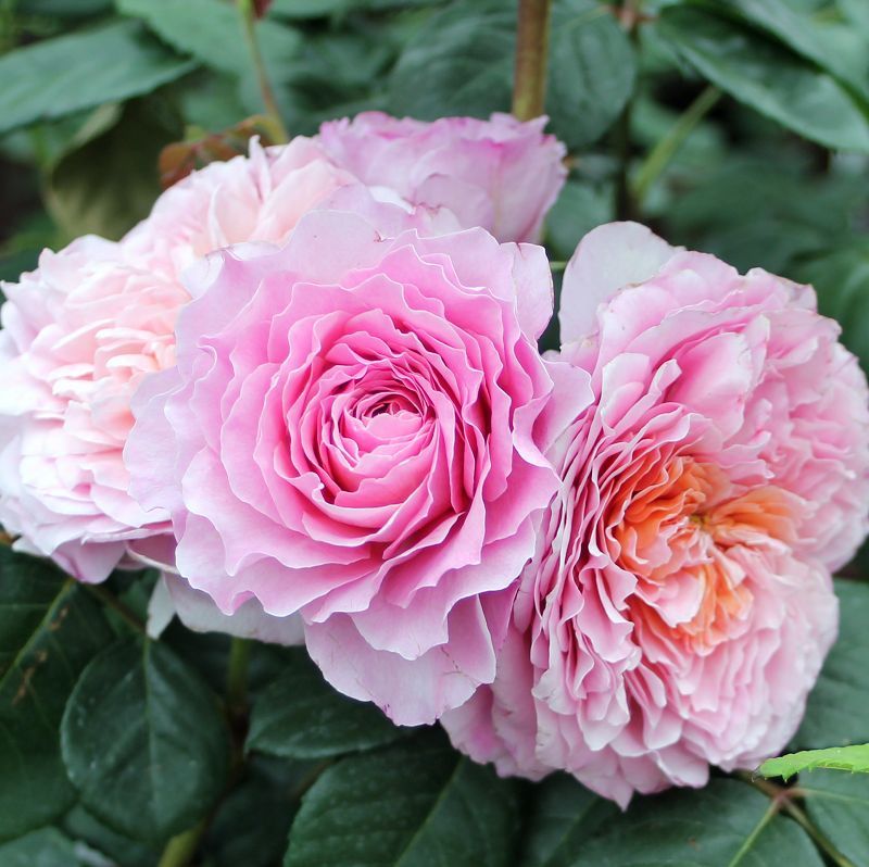 Rose 'Eisvogel' ® Edelrose