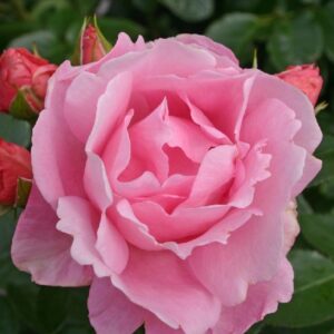 Rose 'Poetry' ® Beetrose