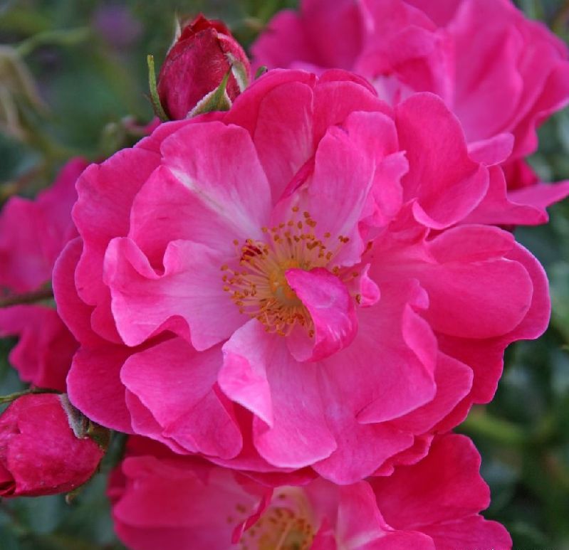 Rose 'Hotline' ® Bodendeckerrose