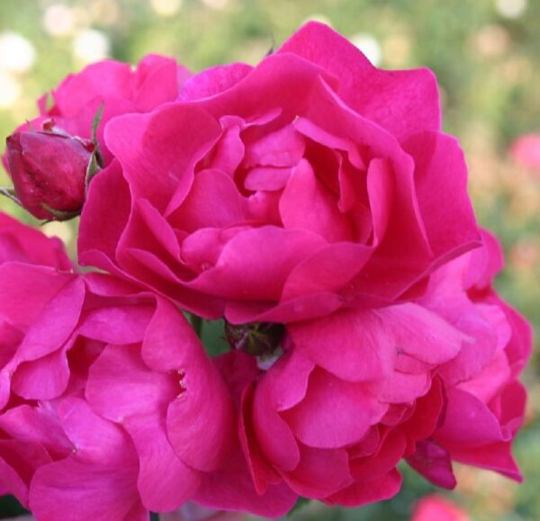Rose 'Hotline' ® Bodendeckerrose | Weinsberger