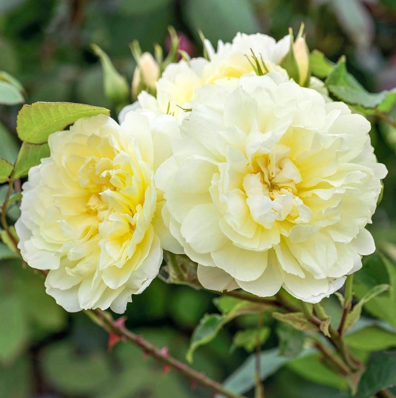 Rose 'Imogen' ™ Englische Rose