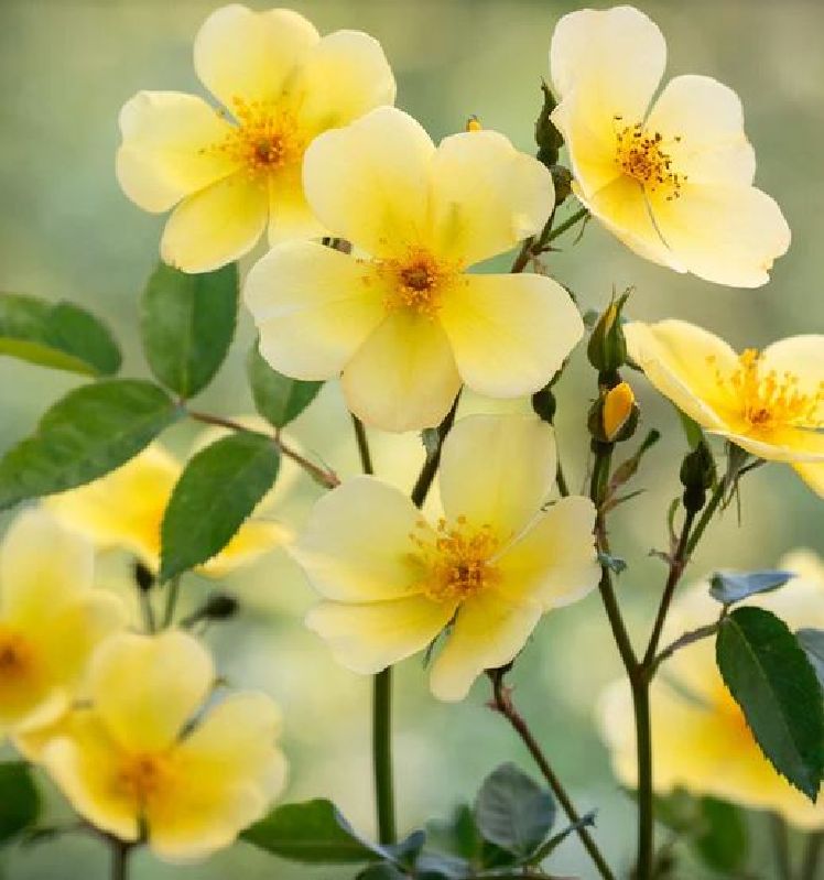 Englische Rose 'Tottering by Gently' ™