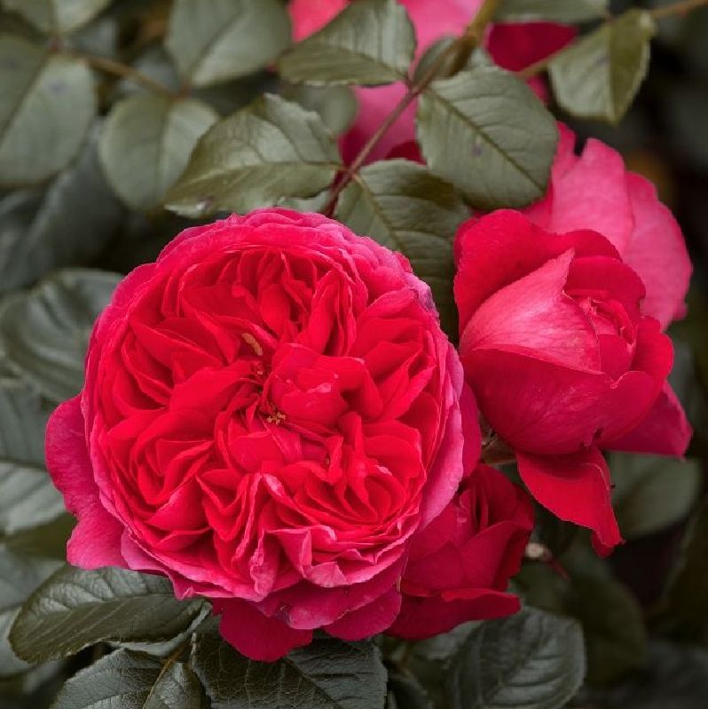 Kletterrose 'Deep Love' ®