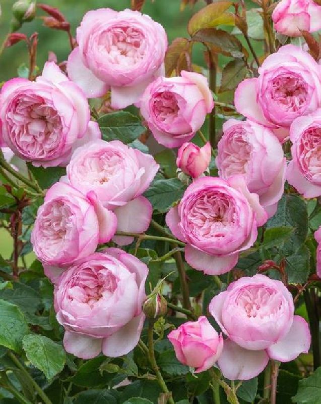 Englische Rose 'The Mill on the Floss' ®