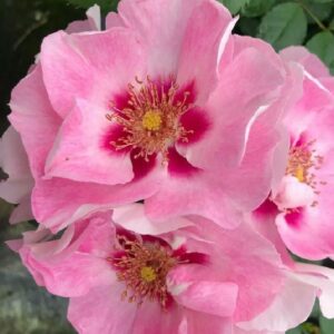 Beetrose 'See You® Blushing'