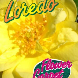Bodendecker 'Loredo'  ®            ADR-Rose