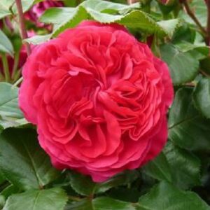 Rose 'Red Leon. da Vinci' ®  ADR-Rose Beetrose
