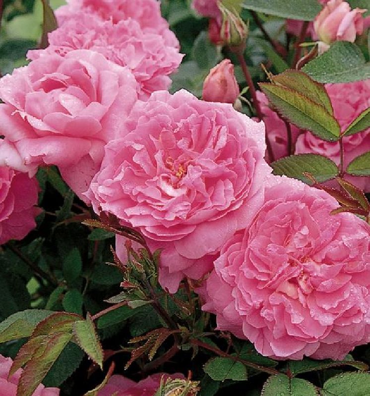 Englische Rose 'The Mayflower' ™