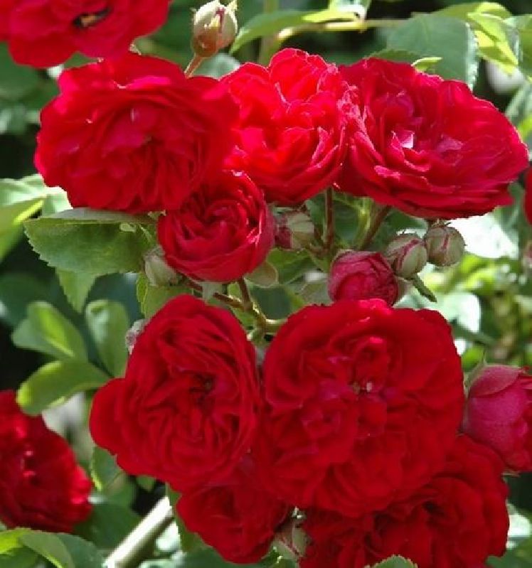 Rose 'Chevy Chase' ® Kletterrose/Rambler
