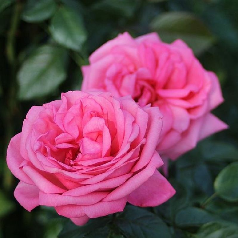 Rose 'Romina' ® Edelrose
