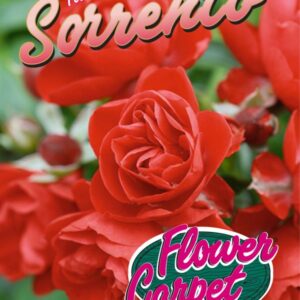 Rose 'Sorrento' ®  ADR-Rose Bodend.Rose
