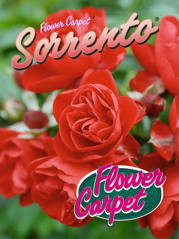 Rose 'Sorrento' ® ADR-Rose Bodend.Rose