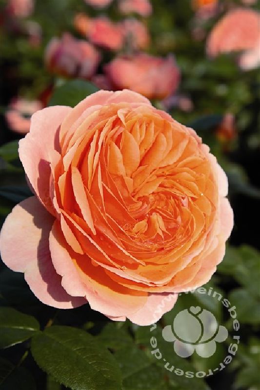 Rose 'Chippendale' ® Nostalgische Strauchro.