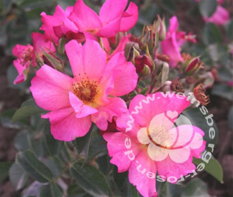 Rose 'Pretty -R- Sunrise' ® ADR-Rose Strauchrose