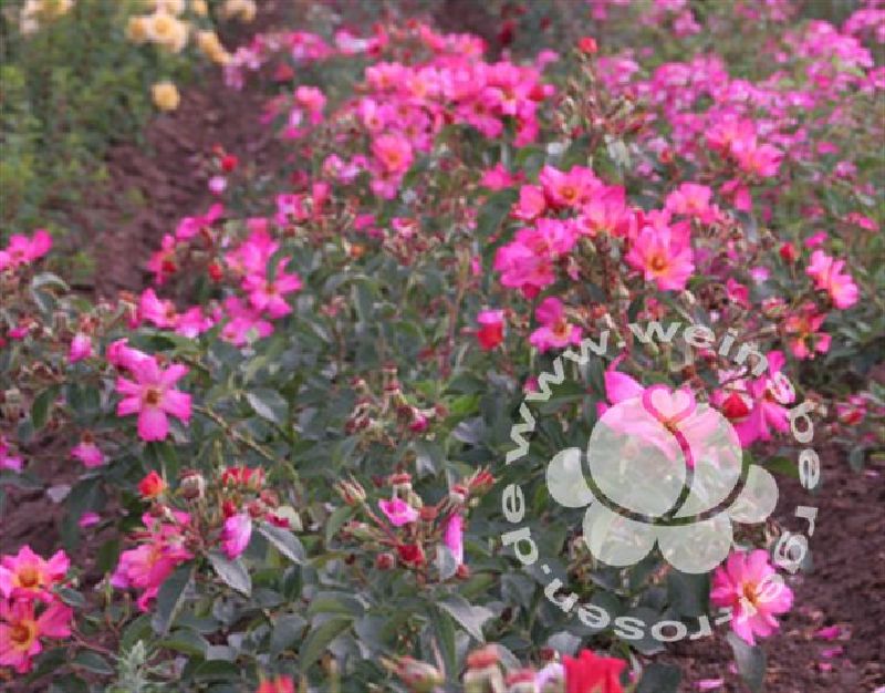 Rose 'Pretty -R- Sunrise' ® ADR-Rose Strauchrose – Bild 3