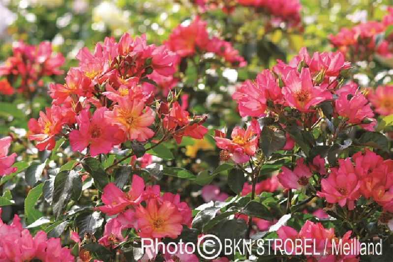 Rose 'Pretty -R- Sunrise' ® ADR-Rose Strauchrose – Bild 4