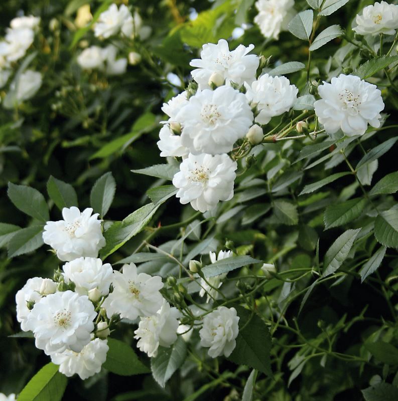 Rose 'Guirl.d' Amour' ® ADR-Rose Kletterrose