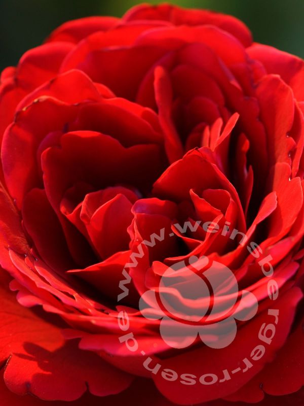 Rose 'Red Flame' ® Adabaring/Nirporizon Kletterr.