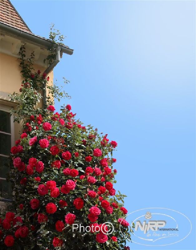Rose 'Red Flame' ® Adabaring/Nirporizon Kletterr. – Bild 3