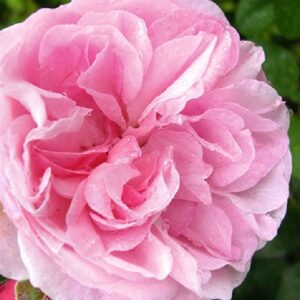 Rose 'Flashlight' ® ADR-Rose Strauchrose