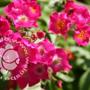 Rose 'Maria Lisa' ® Kletterrose/Rambler