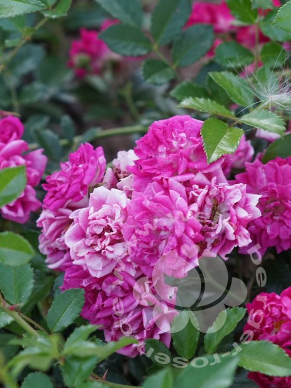 Rose 'Super Excelsa' ® Kletterrose