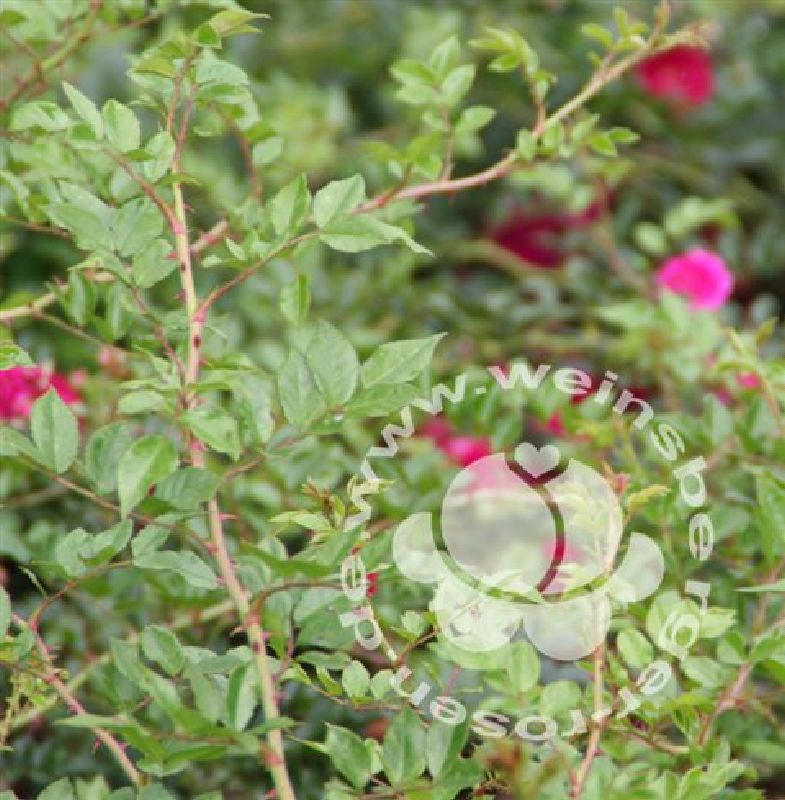 Rose 'Super Excelsa' ® Kletterrose – Bild 3